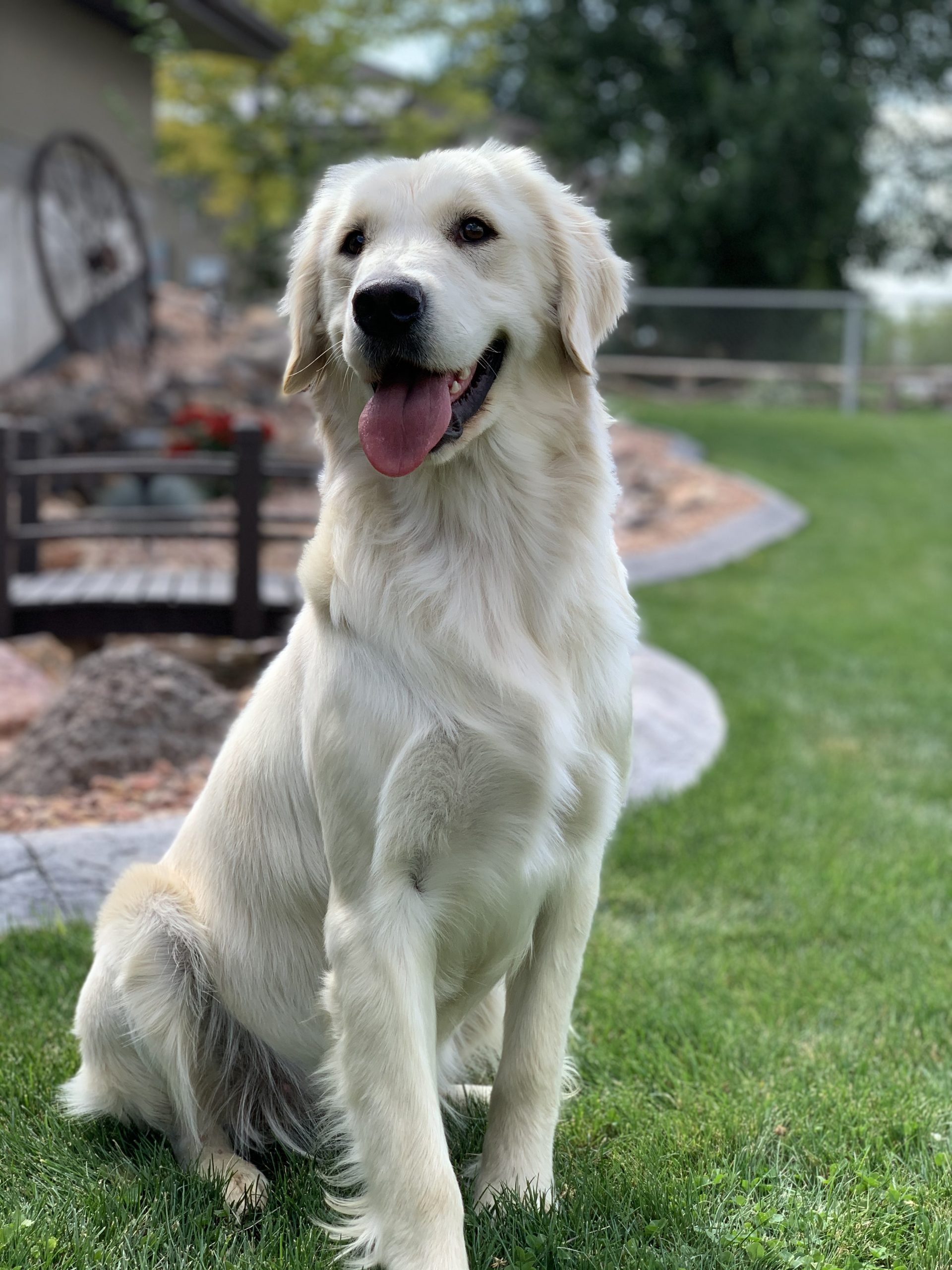 Maintaining a Golden Retrievers coat - Sevier River Retrievers